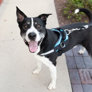 Arctic, Adult Male Shepherd
