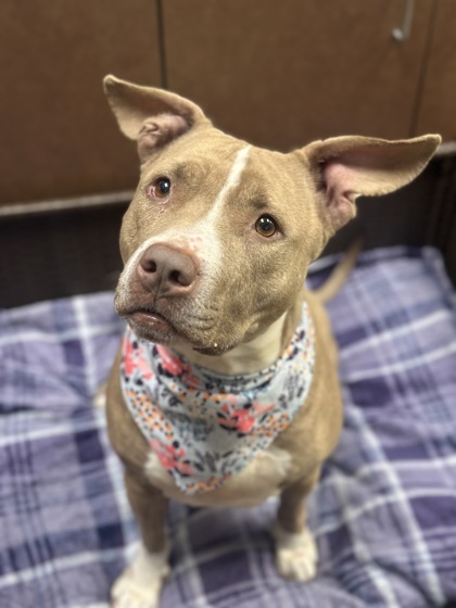 Nyla