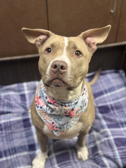 Nyla