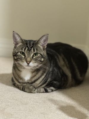 Rizzo (bonded To Robin)