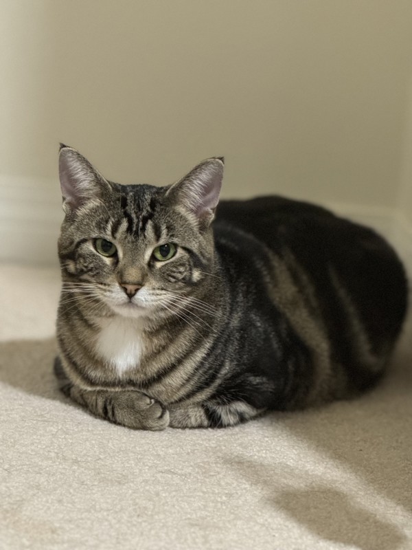 Rizzo (bonded To Robin) 1
