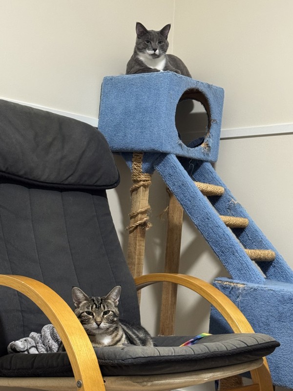 Rizzo (bonded To Robin) 3