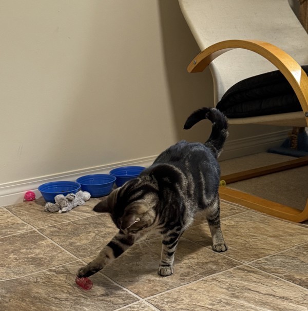 Rizzo (bonded To Robin) 5