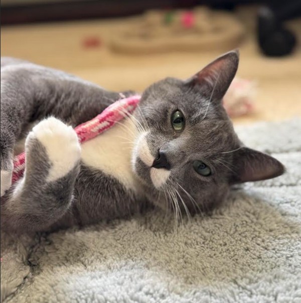 Robin (bonded To Rizzo) 1