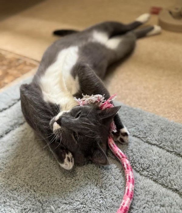 Robin (bonded To Rizzo) 5