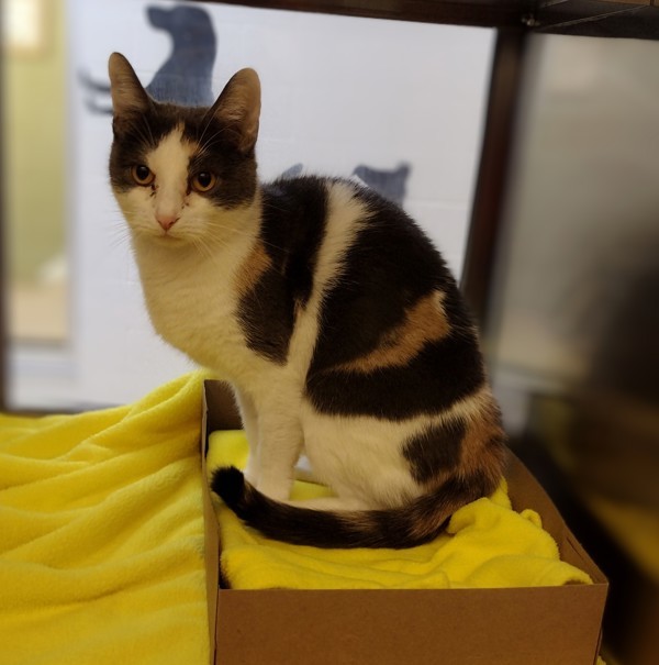 Callie 44030, an adoptable Domestic Short Hair in Pocatello, ID, 83205 | Photo Image 1