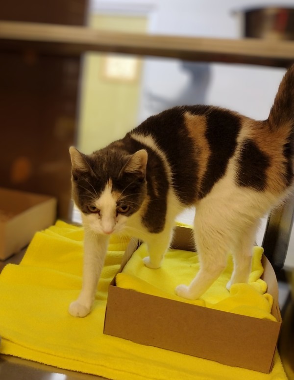 Callie 44030, an adoptable Domestic Short Hair in Pocatello, ID, 83205 | Photo Image 2