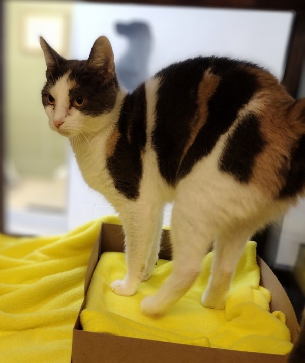 Callie 44030, an adoptable Domestic Short Hair in Pocatello, ID, 83205 | Photo Image 3