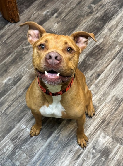 Bruce, an adoptable Pit Bull Terrier, Mixed Breed in Willmar, MN, 56201 | Photo Image 1