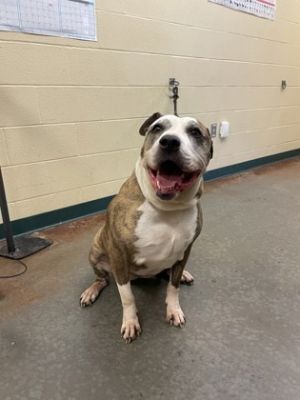 Monique, Adult Female American Bulldog