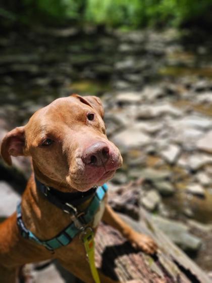 Rudi