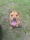 Rudi photo 1