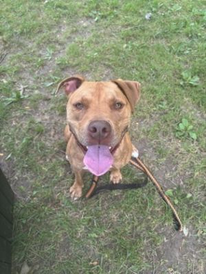 Rudi, Young Male Pit Bull Terrier