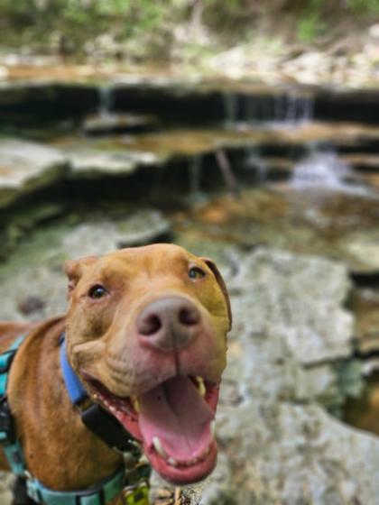 Rudi