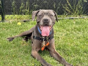 Bella, Senior Female unknown