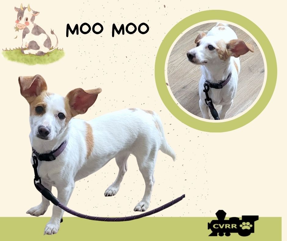 MooMoo