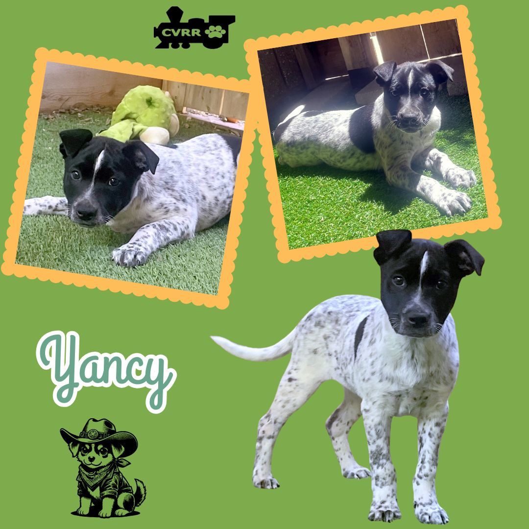 yancy (Puppy)