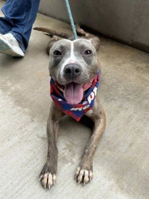 Maple, Adult Female Pit Bull Terrier