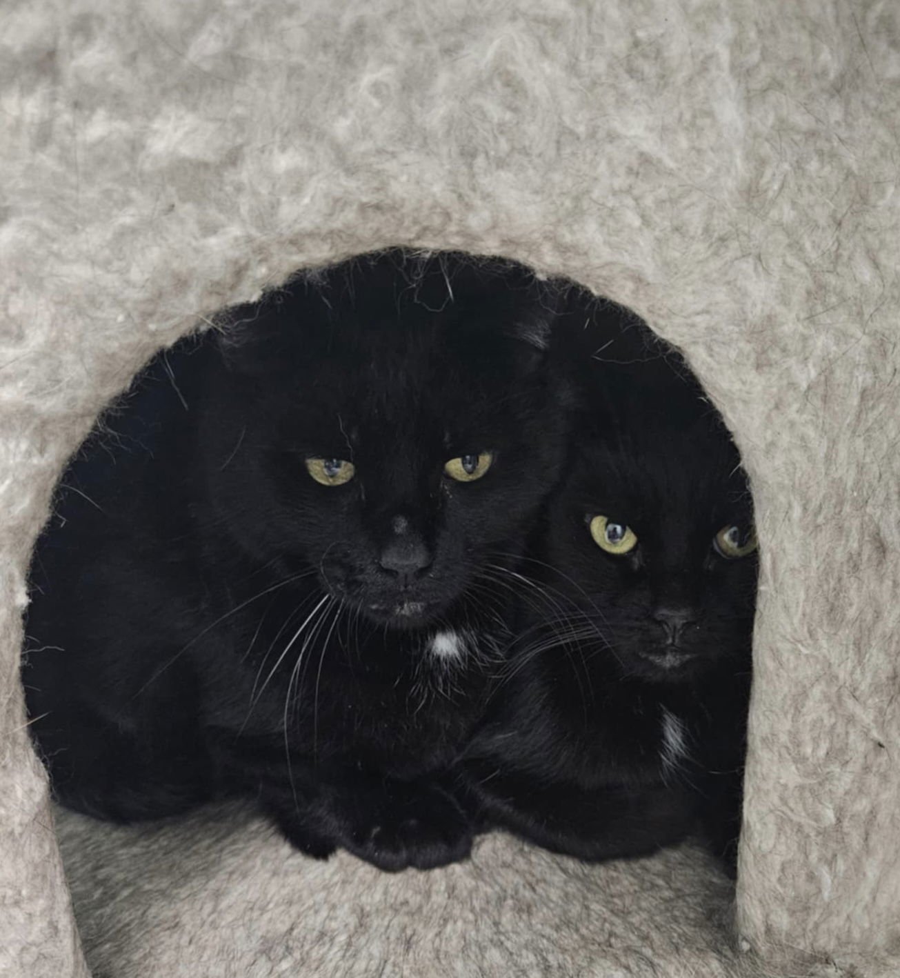 Tammy (bonded pair with Troy)