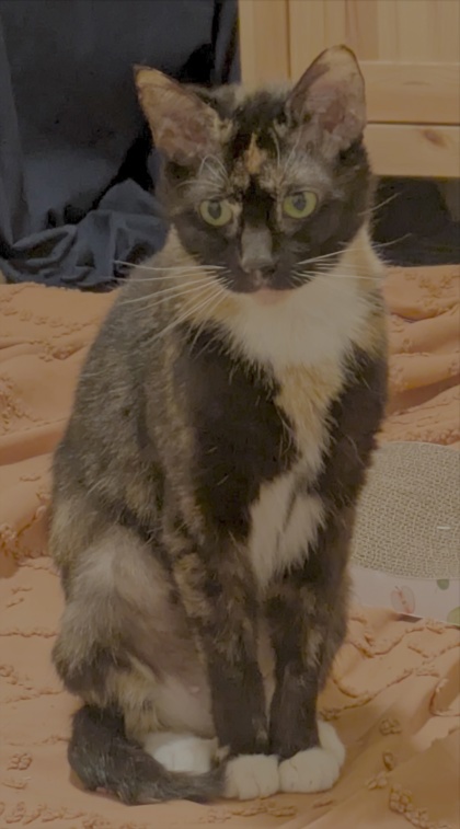 Nala