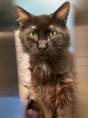 Doctor Mew, Young Male Domestic Long Hair