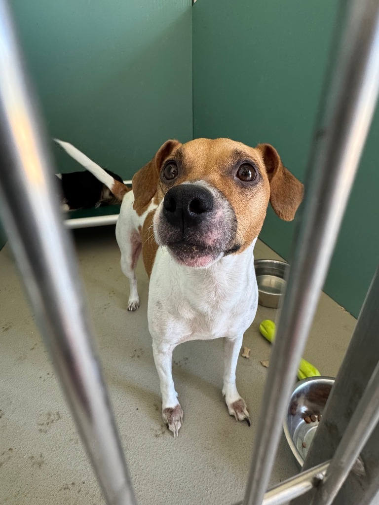 JoJo, an adoptable Rat Terrier in Redwood Falls, MN, 56283 | Photo Image 1