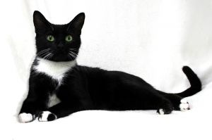 Momma Maia will look at you with her beautiful green eyes and let you know shed love to be petted