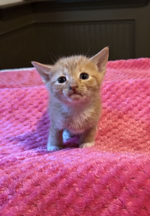 The Disney litter is fun silly and loving They play chase with each other and love climbing their