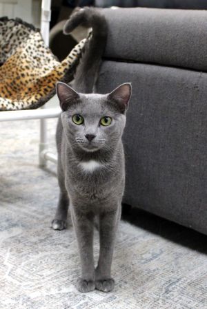 Lilac Domestic Short Hair Cat