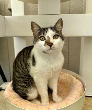 Justin Domestic Short Hair Cat