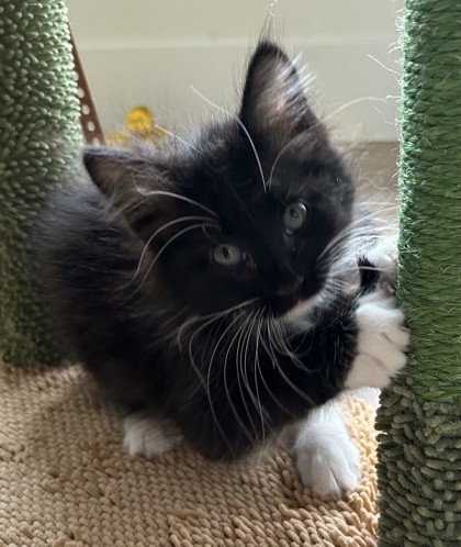 Kiki