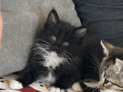 Kiki