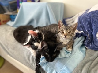 Kiki