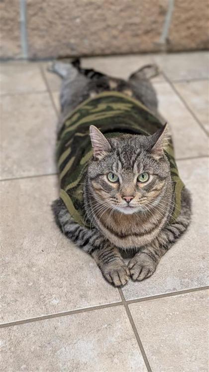 Shadow, an adoptable Domestic Short Hair in Hutchinson, KS, 67504 | Photo Image 1