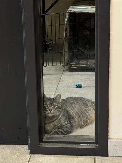 Shadow, an adoptable Domestic Short Hair in Hutchinson, KS, 67504 | Photo Image 3