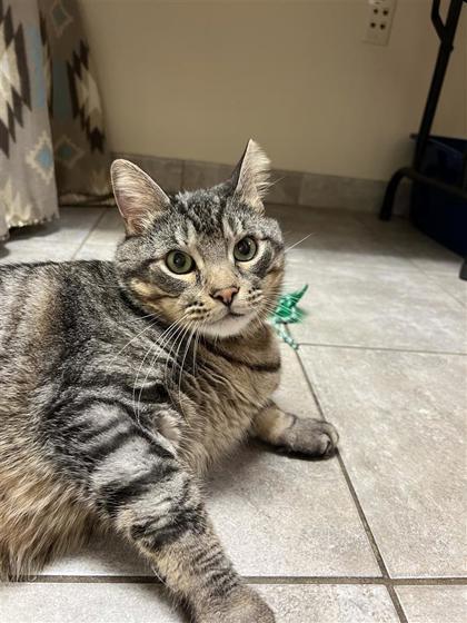 Shadow, an adoptable Domestic Short Hair in Hutchinson, KS, 67504 | Photo Image 3