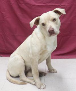 Kaya