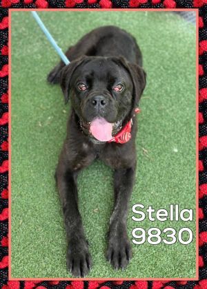 Primary Color Black Weight 54lbs Age 1yrs 0mths 4wks Animal has been Spayed