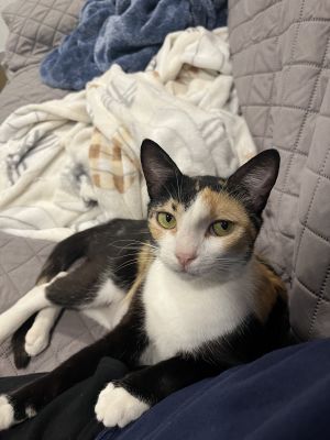 Mama Prego, Young Female Domestic Short Hair