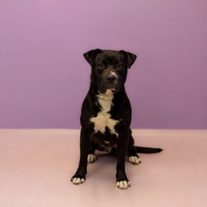 Primary Color Black Secondary Color White Weight 62lbs Age 3yrs 0mths 4wks Animal has been Neute