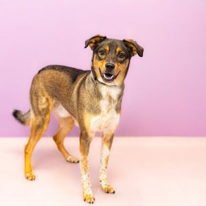 Primary Color Brown Secondary Color White Weight 36lbs Age 1yrs 0mths 3wks Animal has been Neute
