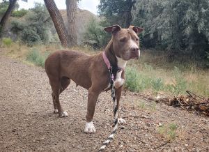 Penelope, Adult Female Pit Bull Terrier