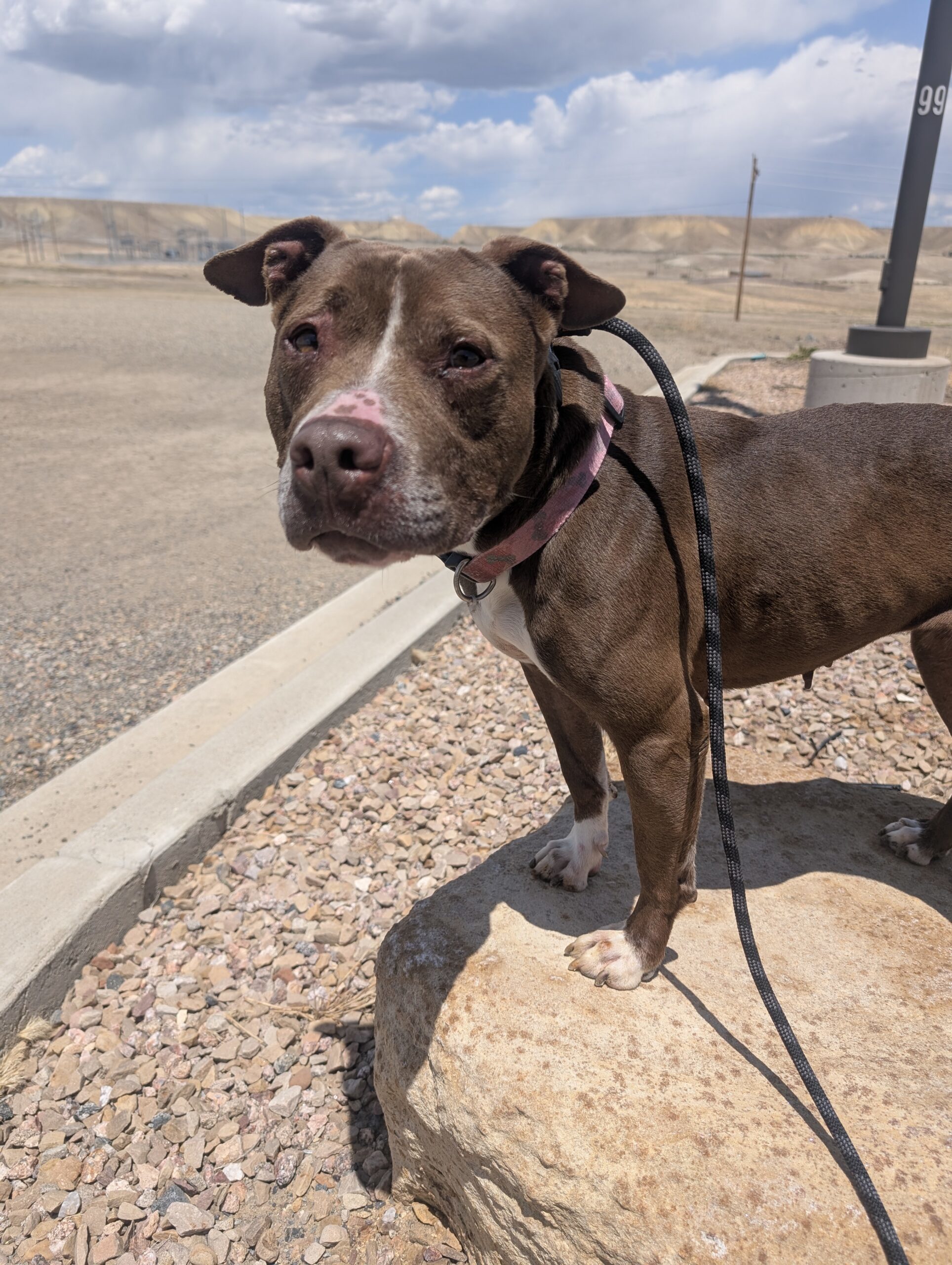 Penelope, an adoptable Pit Bull Terrier, Mixed Breed in Grand Junction, CO, 81503 | Photo Image 1