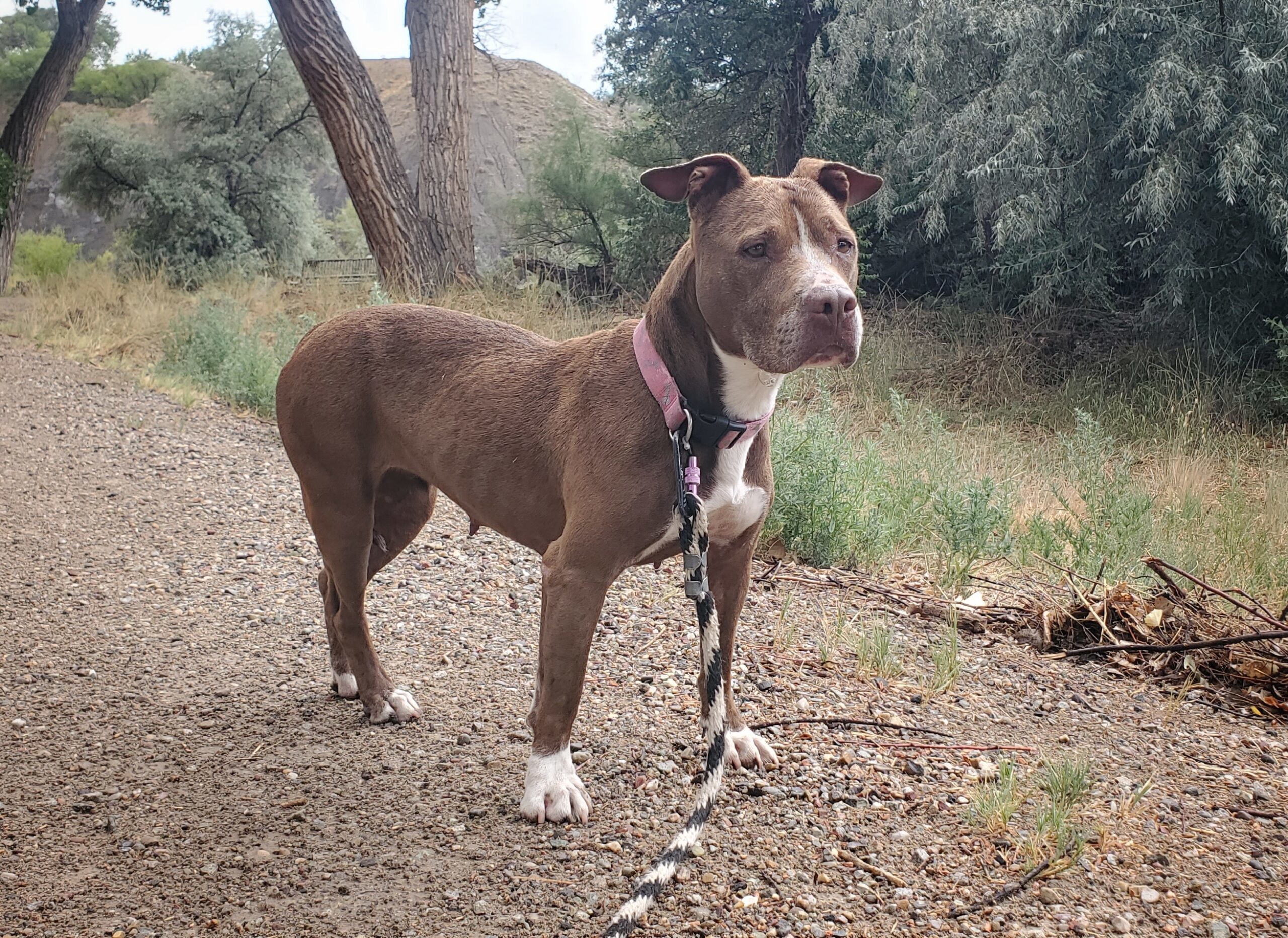 Penelope