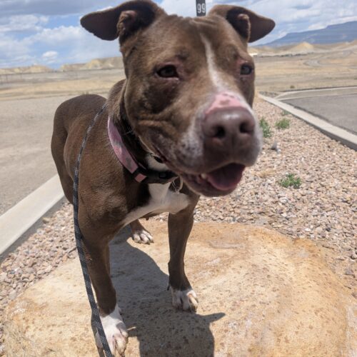 Penelope, an adoptable Pit Bull Terrier, Mixed Breed in Grand Junction, CO, 81503 | Photo Image 2