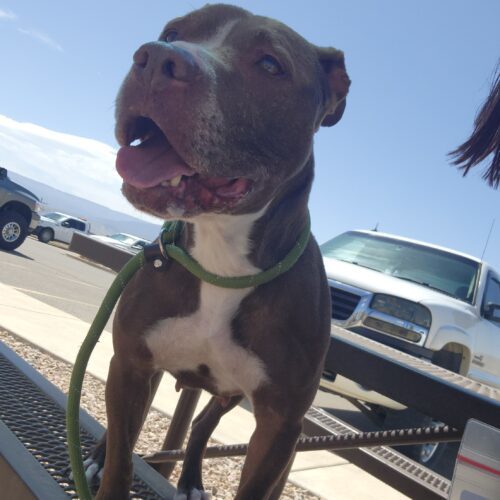 Penelope, an adoptable Pit Bull Terrier, Mixed Breed in Grand Junction, CO, 81503 | Photo Image 4