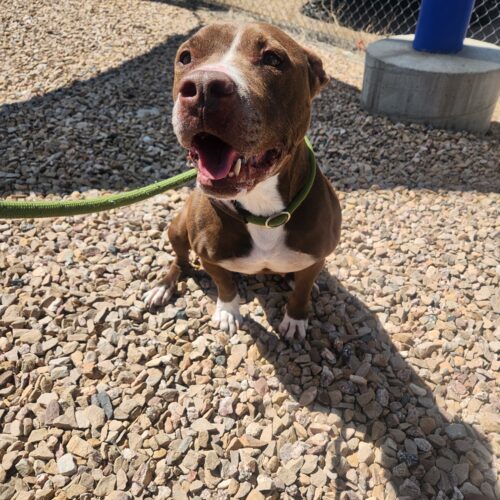 Penelope, an adoptable Pit Bull Terrier, Mixed Breed in Grand Junction, CO, 81503 | Photo Image 5