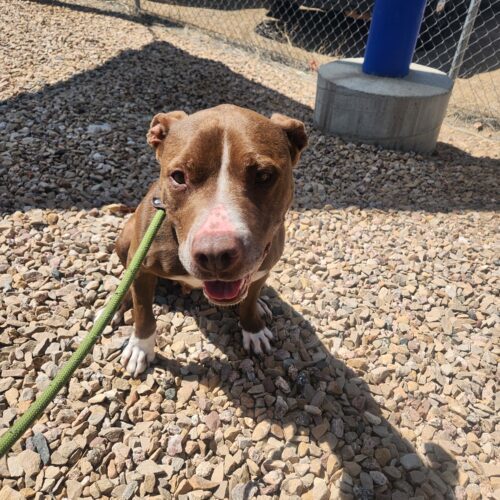 Penelope, an adoptable Pit Bull Terrier, Mixed Breed in Grand Junction, CO, 81503 | Photo Image 6