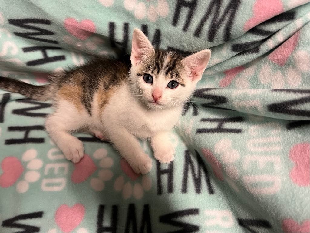 Hollis Purr