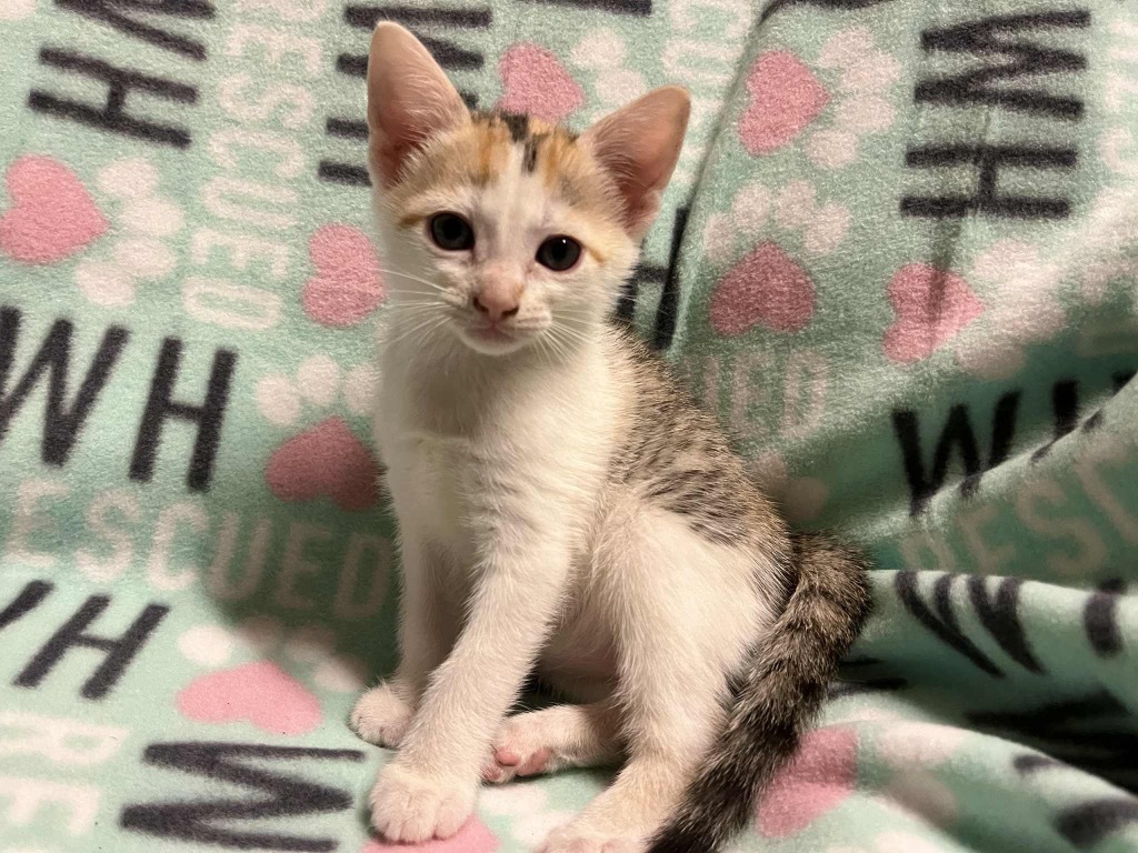 Haisley Purr
